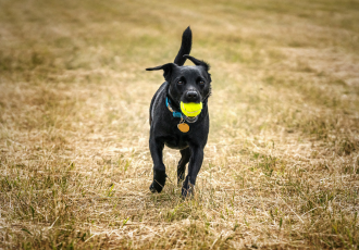 Patterdale Gladhaar Terrier.