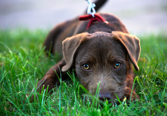 Bruine Patterdale Terrier.