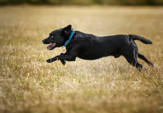 Zwarte Patterdale Terrier loopt.