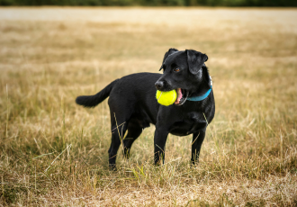 Zwarte Patterdale Terrier met bal.