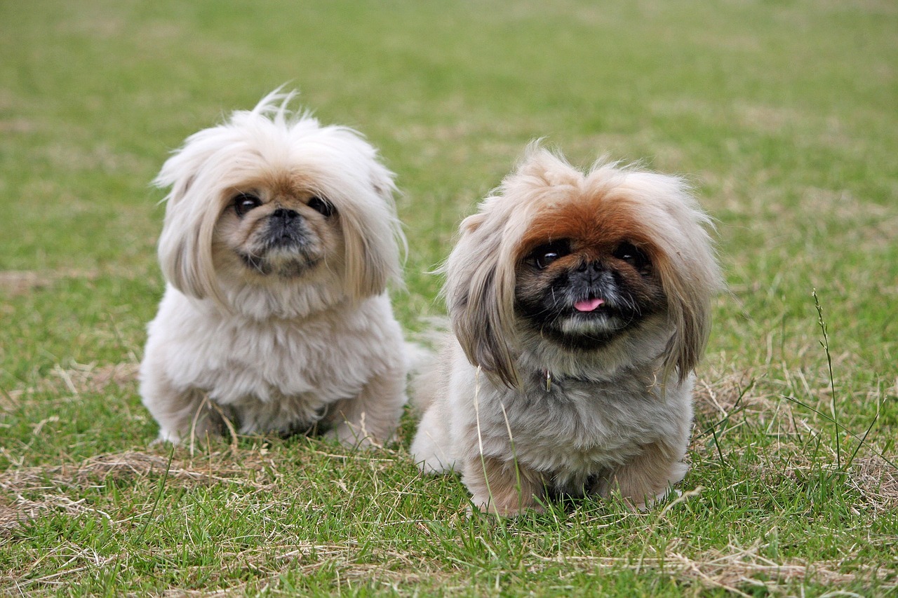 Twee Pekingeesen.
