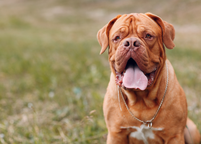 Dogge de Bordeaux Rothaarig