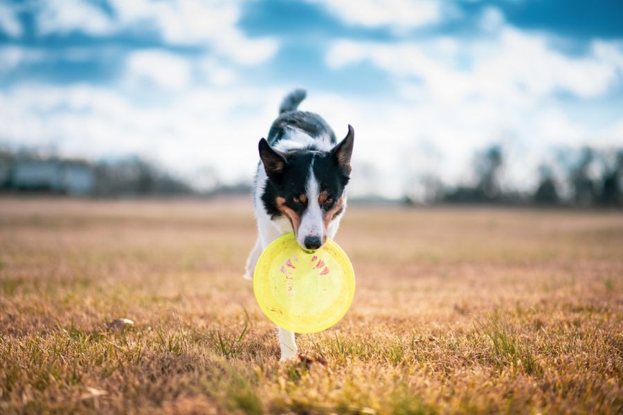 De hond brengt een frisbee.