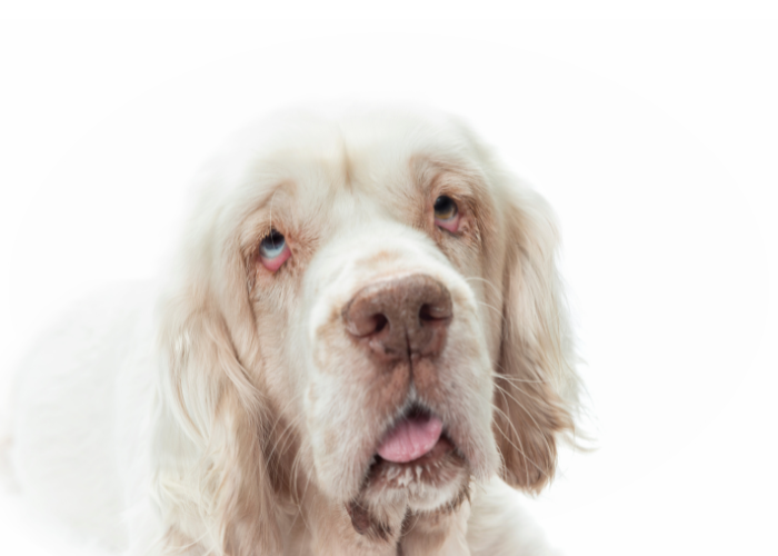 Volwassen Clumber Spaniel.