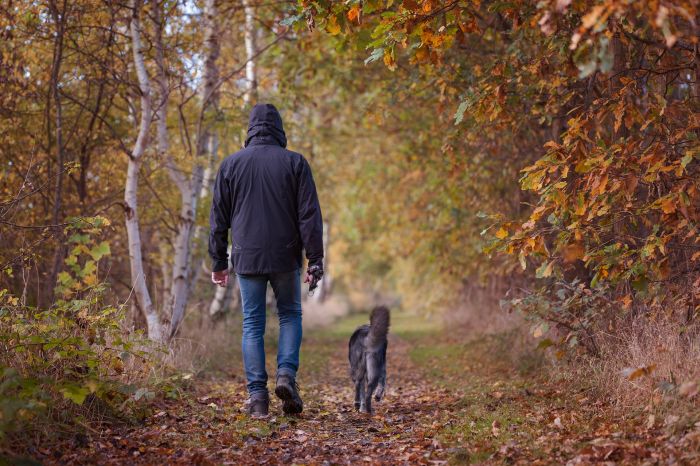 Een hond tijdens een wandeling in het bos.