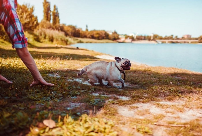 Spelen met een hond aan het meer