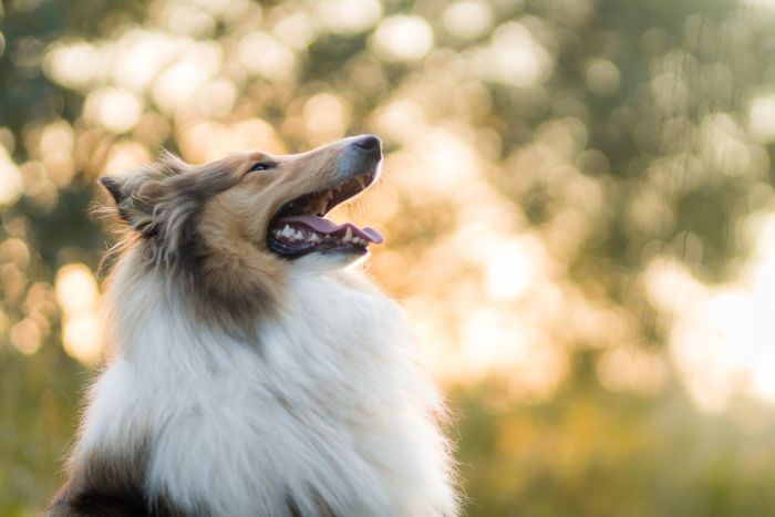 Langhaarcollie Lessie, de beroemdste hond van de 20e eeuw!