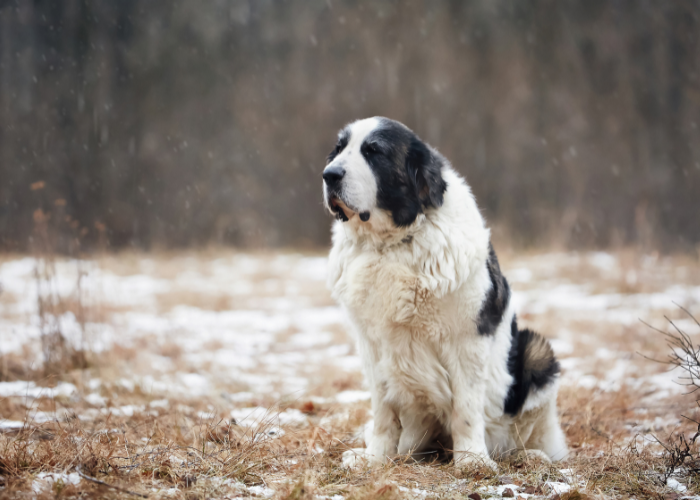 Volwassen Pyrenese Mastiff met zwarte vlekken.
