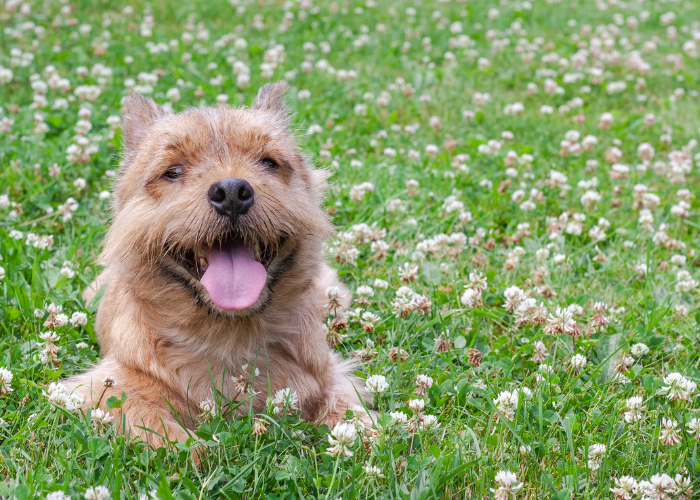 Norwich Terrier op het gras.