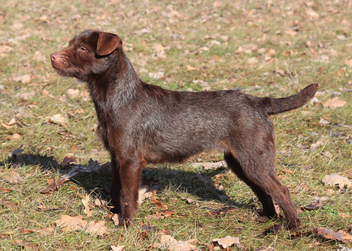 Uiterlijk van de Patterdale Terriers.