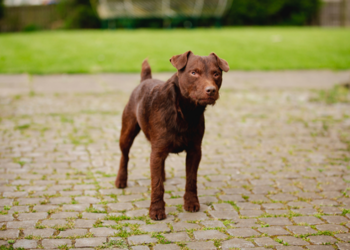 Leverkleurige Patterdale Terrier.