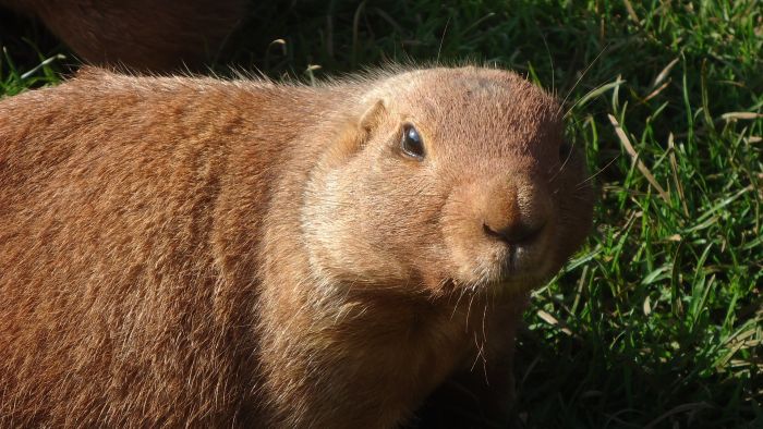 Vachtige Nesvizhchuk op het gras
