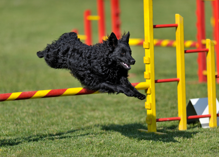 Een Kroatische Herdershond oefent Agility.