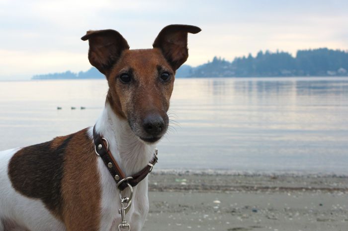 Foxterrier korthaar is bekend van de rol van Reksio.