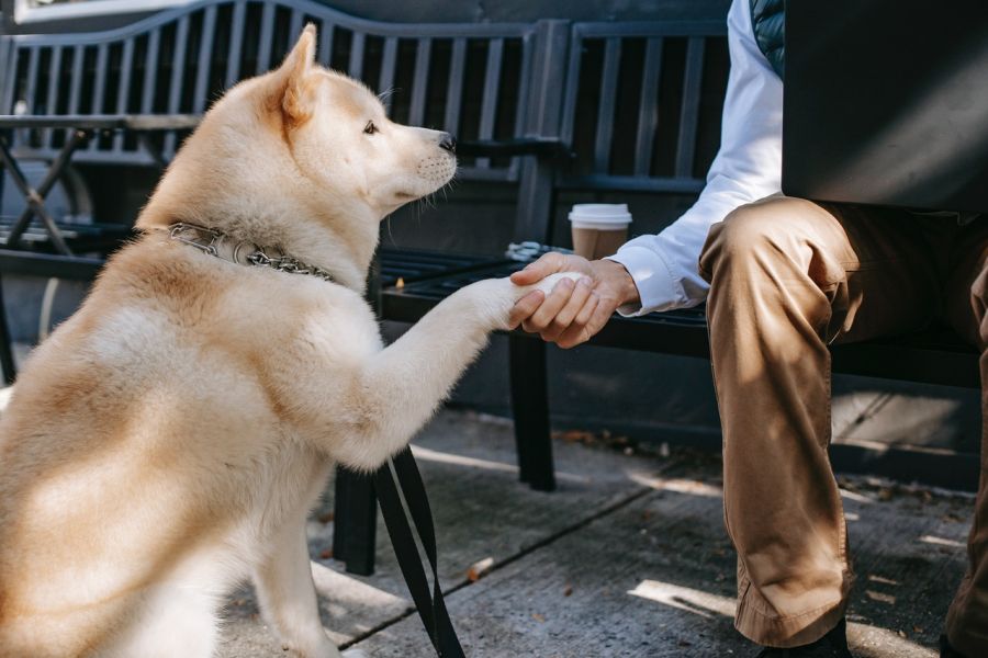 Een hond en zijn geleider wachten op het perron op een trein.