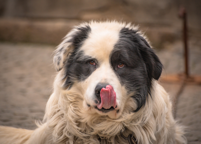 Pyrenese Mastiff puppy.
