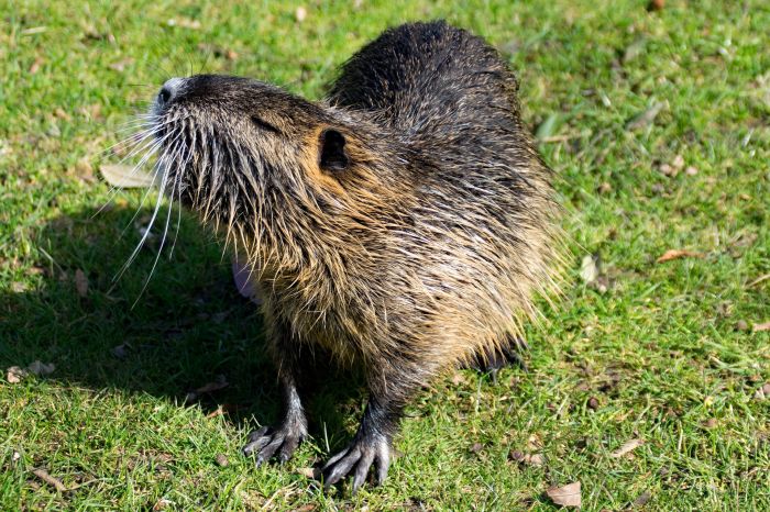 De beverrat lijkt op een miniatuur-bever