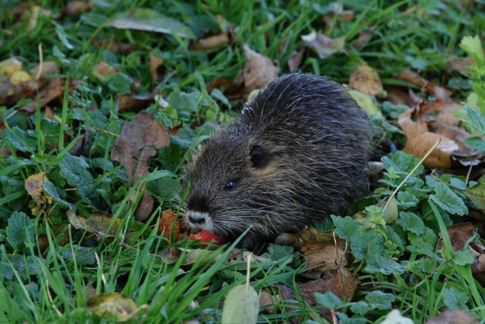 Beverrat in bladeren en gras