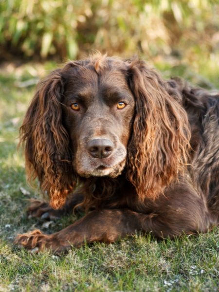 Duitse Herder (Wachtelhund)