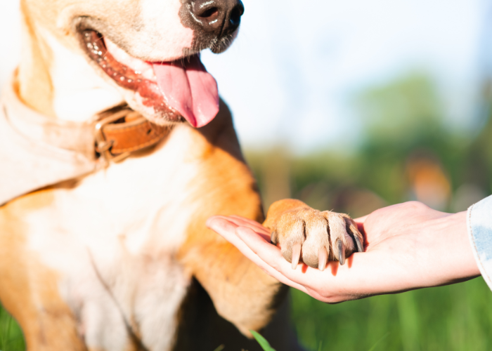 Leer uw hond het commando 'Geef de poot'