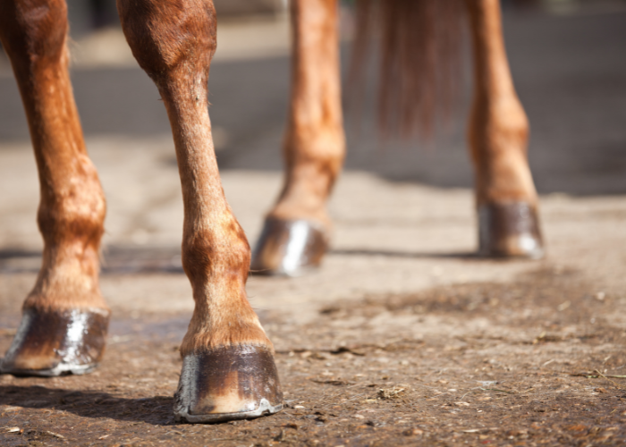 De hoeven van het paard.