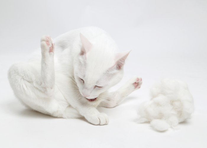 Witte kattenondervacht.