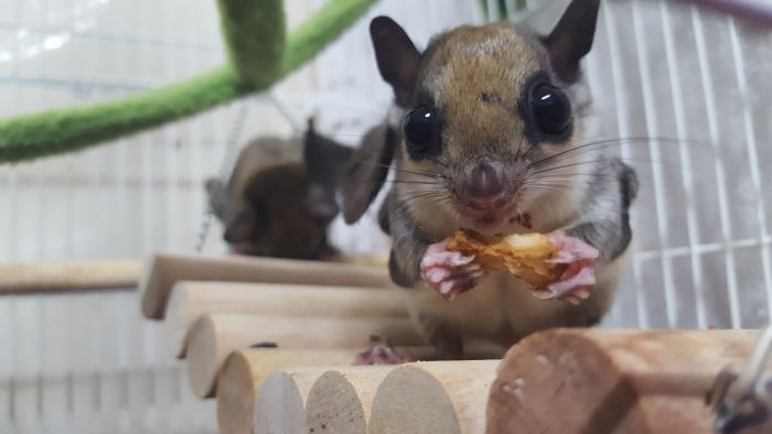 Vliegende eekhoorn eet in een kooi