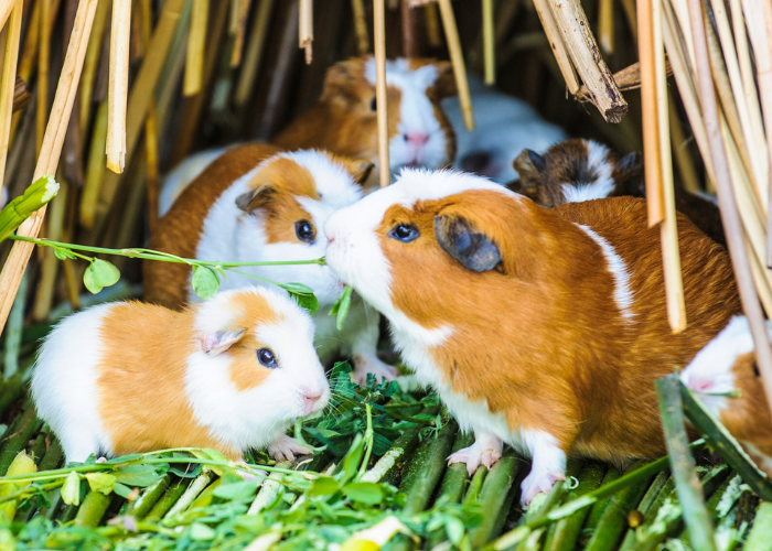 Cavia met kleine jongen.