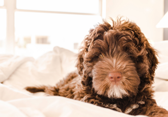 Bruine Portugese Waterhond puppy.