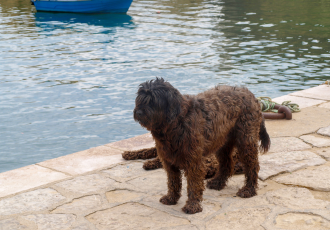 Zwarte Portugese Waterhonden.
