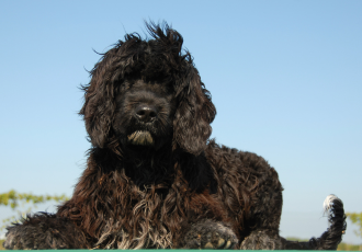Zwarte puppy van de Portugese Waterhond.