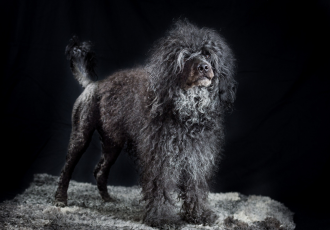 Zwarte Portugese Waterhond.