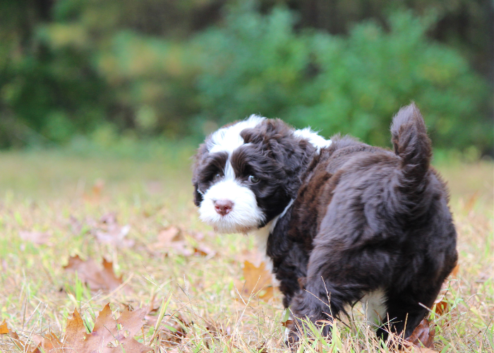 Portugese Waterhond puppy.