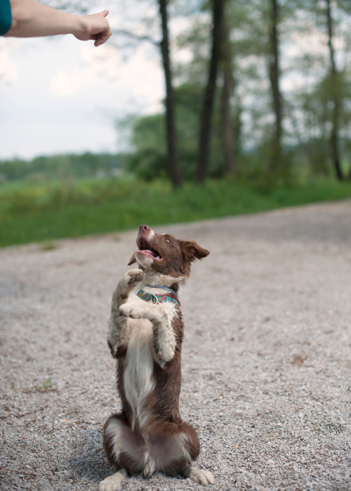 De hond vraagt om iets.