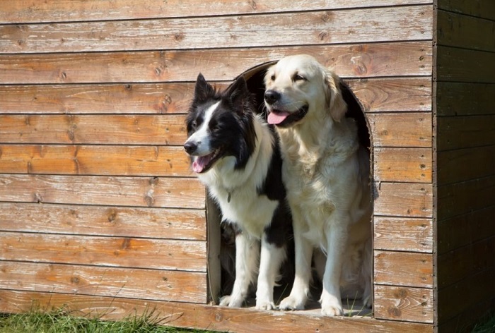 Labrador en Border Collie bij de ingang van het hondenhok