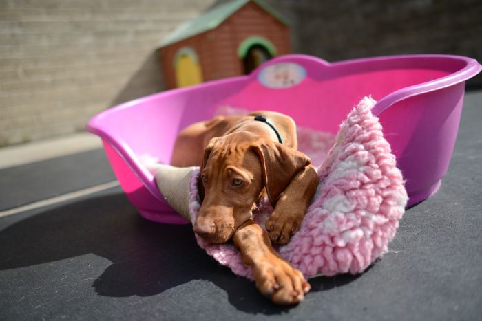 De puppy ligt in een roze bed.