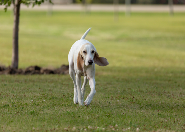 Porzellanhond.