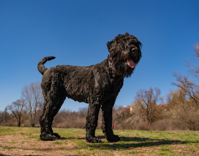 Volwassen Zwarte Russische Terrier.