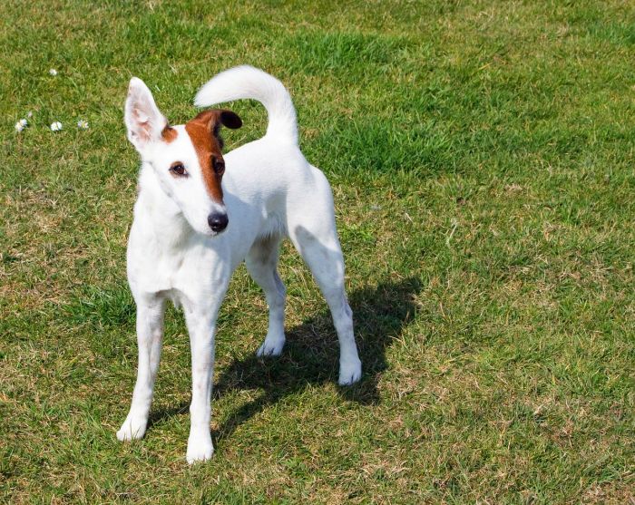 Reksio is geen mix! Reksio behoort tot het ras Foxterrier.
