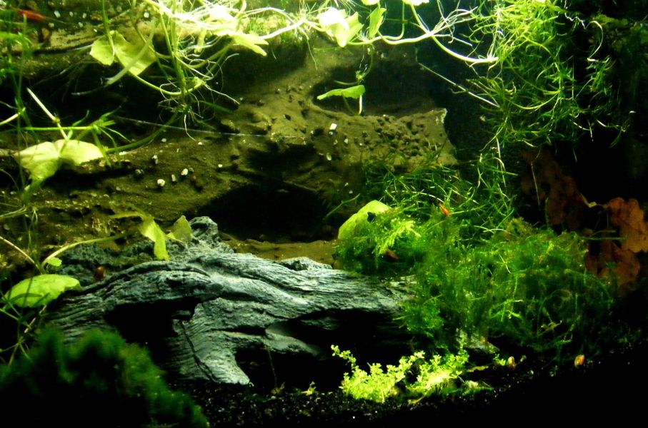 Weelderige groene planten in het aquarium