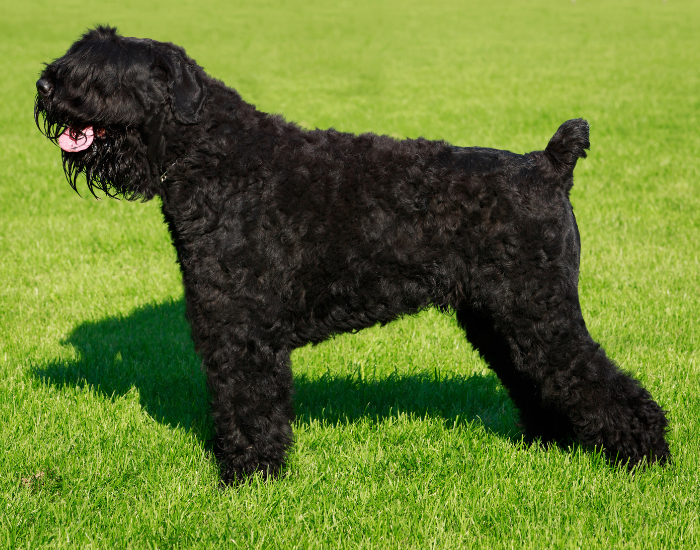 Zwarte Russische Terrier Standaard.