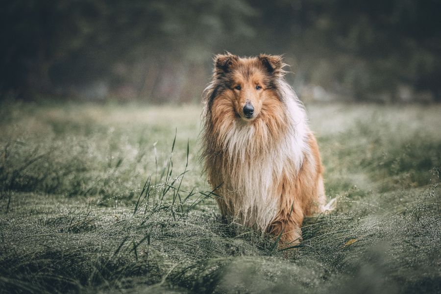 Een Collie-herder met een uitzonderlijke vacht.
