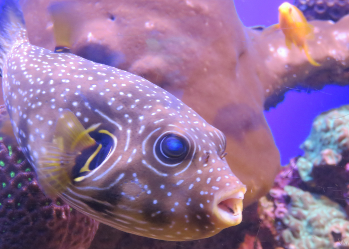Kugelfisch in een gevarieerd aquarium.