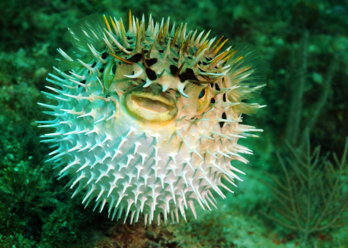 Kugelfisch in een defensieve positie.