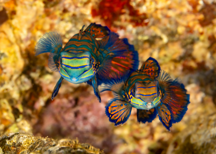 Mandarijnvis prachtig.