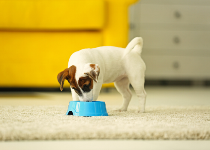 De hond eet vis.