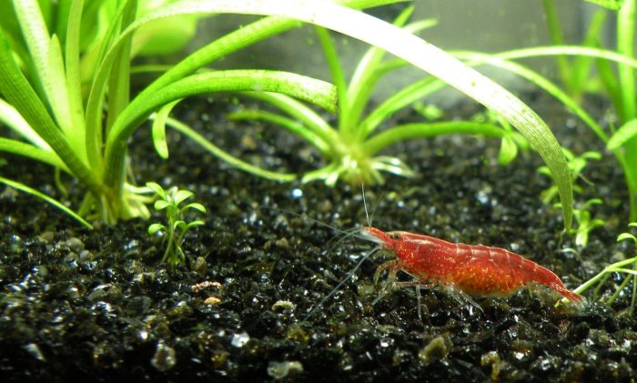 Garnele in een aquarium tussen aquariumplanten