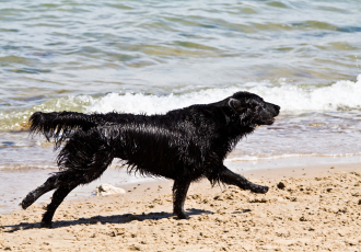 Schotse Setter rent.