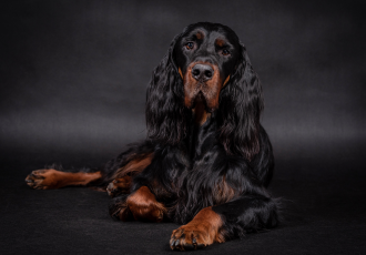 Schotse Gordon Setter ligt.