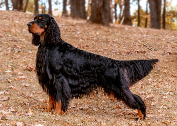 Schotse Setter zingt.